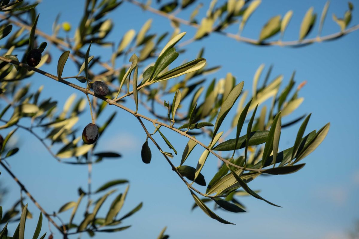 The Olive Leaf